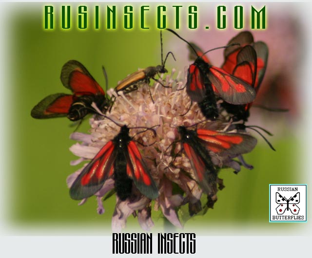 Click to enter Russian Insects website