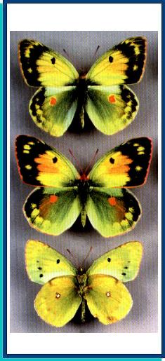 Colias erschoffii