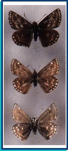  Erynnis popoviana (Nordmann, 1851) 