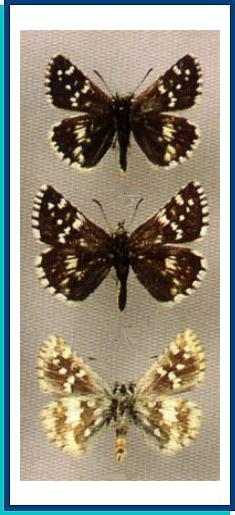  Pyrgus alpinus (Erschoff, 1874) 