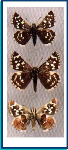  Pyrgus maculatus (Bremer et Grey, 1853) 