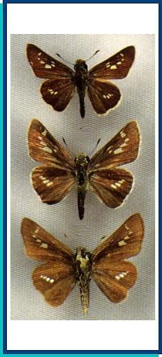  Pamara guttatus (Bremer et Grey, 1853) 