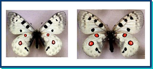 Parnassius apollo