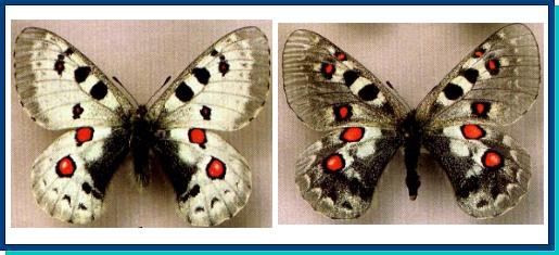 Parnassius tianschanicus 