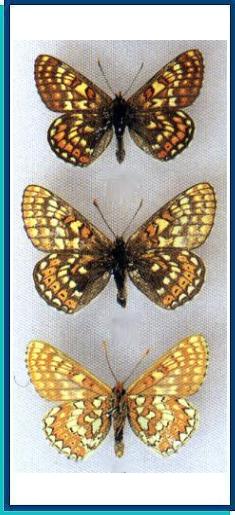  Euphydryas (aurinia) merope (Prunner, 1798) 