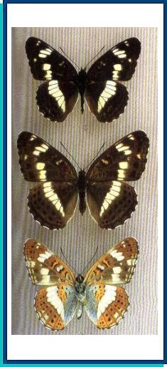  Limenitis camilla  Linnaeus, 1764  