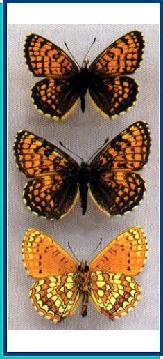  Melitaea arcesia Bremer, 1861 