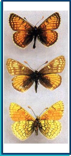  Melitaea asteroida Staudinger, 1881  