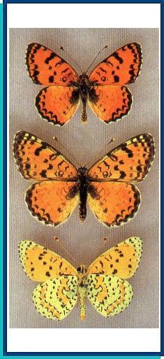  Melitaea enarea Fruhstorfer, [1917] 