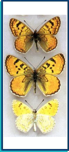  Melitaea shandura Evans, 1924 