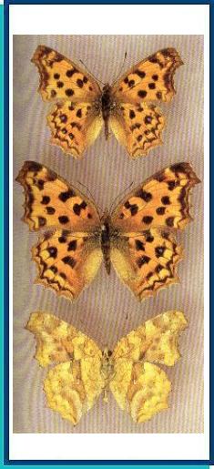  Polygonia c-aureum (Linnaeus, 1758) 