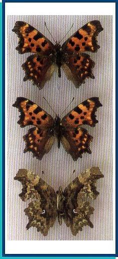  Polygonia interposita (Staudinger, 1881) 