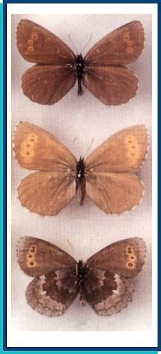    Erebia disa   (Thunberg, 1791)    