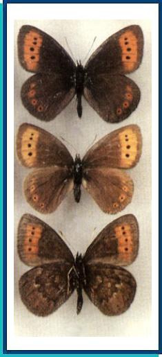     Erebia fletcheri   Elwes, 1899   