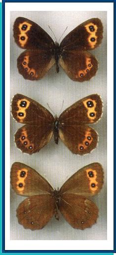    Erebia neriene  (Boeber, 1809)    