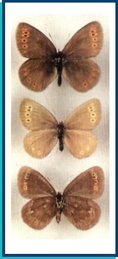       Erebia troubridgei   Dubatolov, 1992 