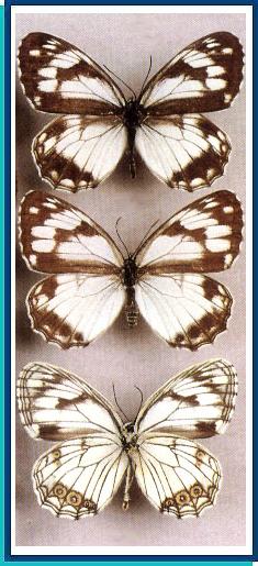    Melanargia epimede   Staudinger, 1887    